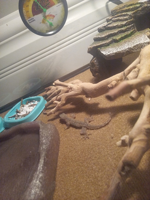 reptile city shipping