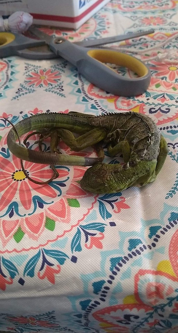 reptile city shipping