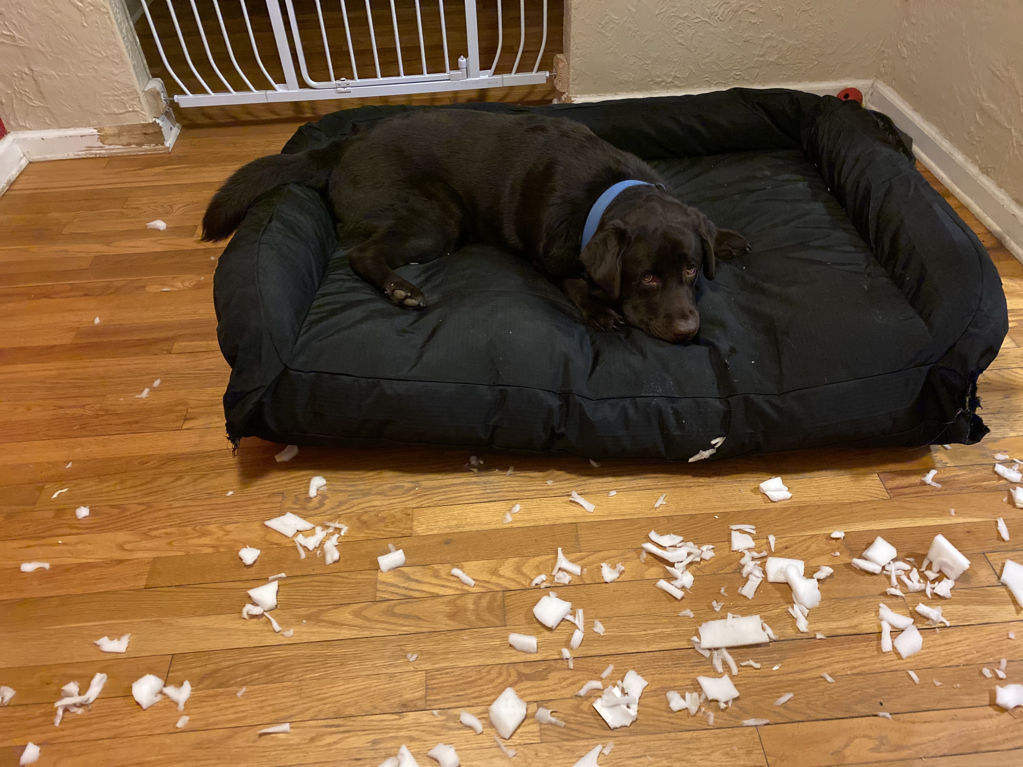 k9 ballistic bed reviews