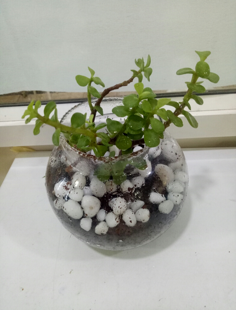 FlowerAura Reviews 447 Reviews of Sitejabber