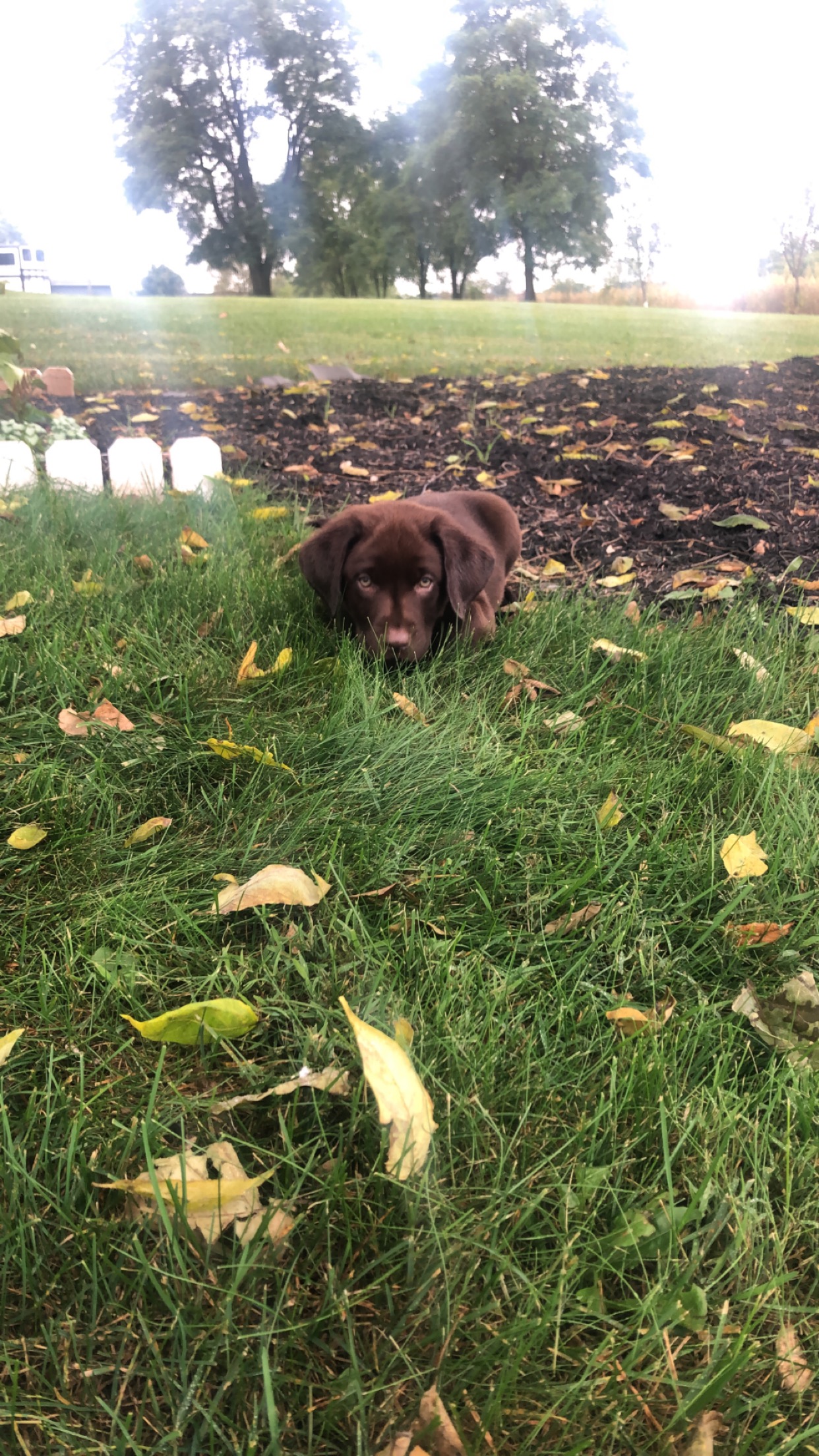 Lancaster Puppies Reviews 145 Reviews of Sitejabber