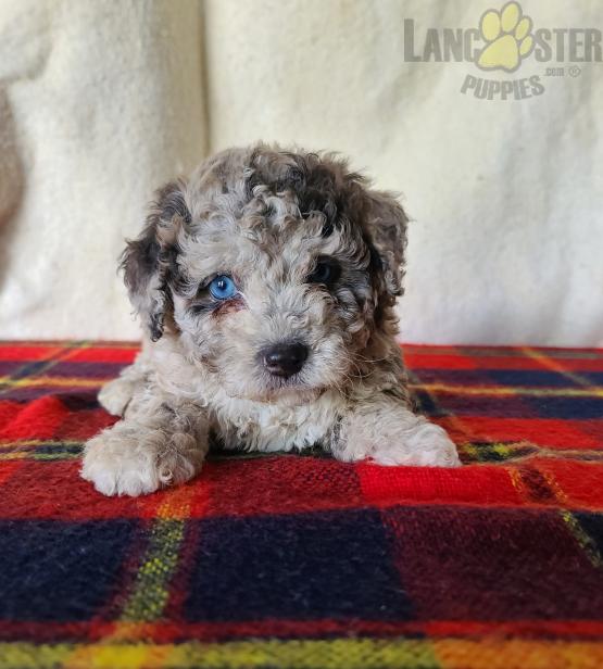 Lancaster Puppies Reviews 113 Reviews of Sitejabber