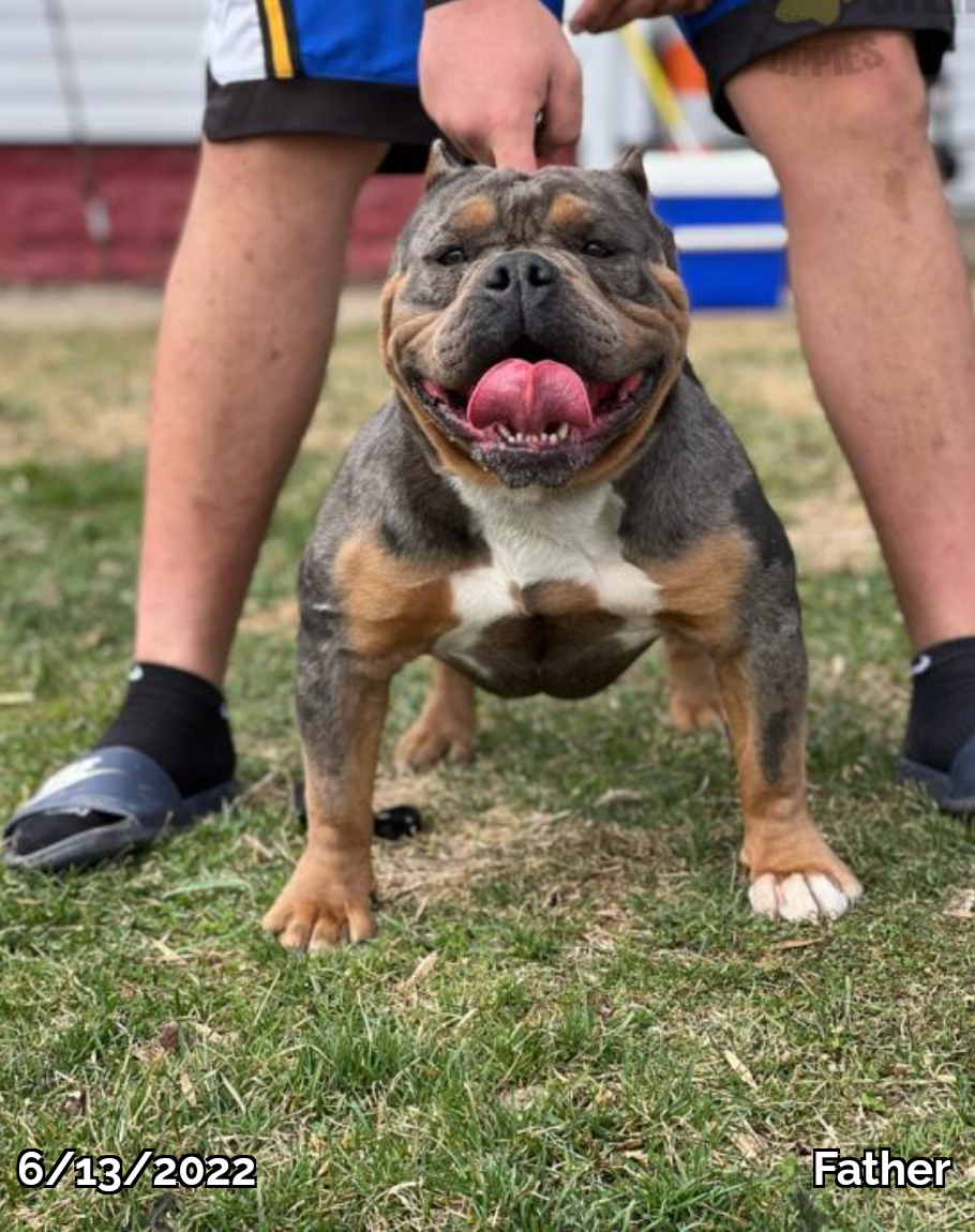 Lancaster Puppies Reviews 113 Reviews of