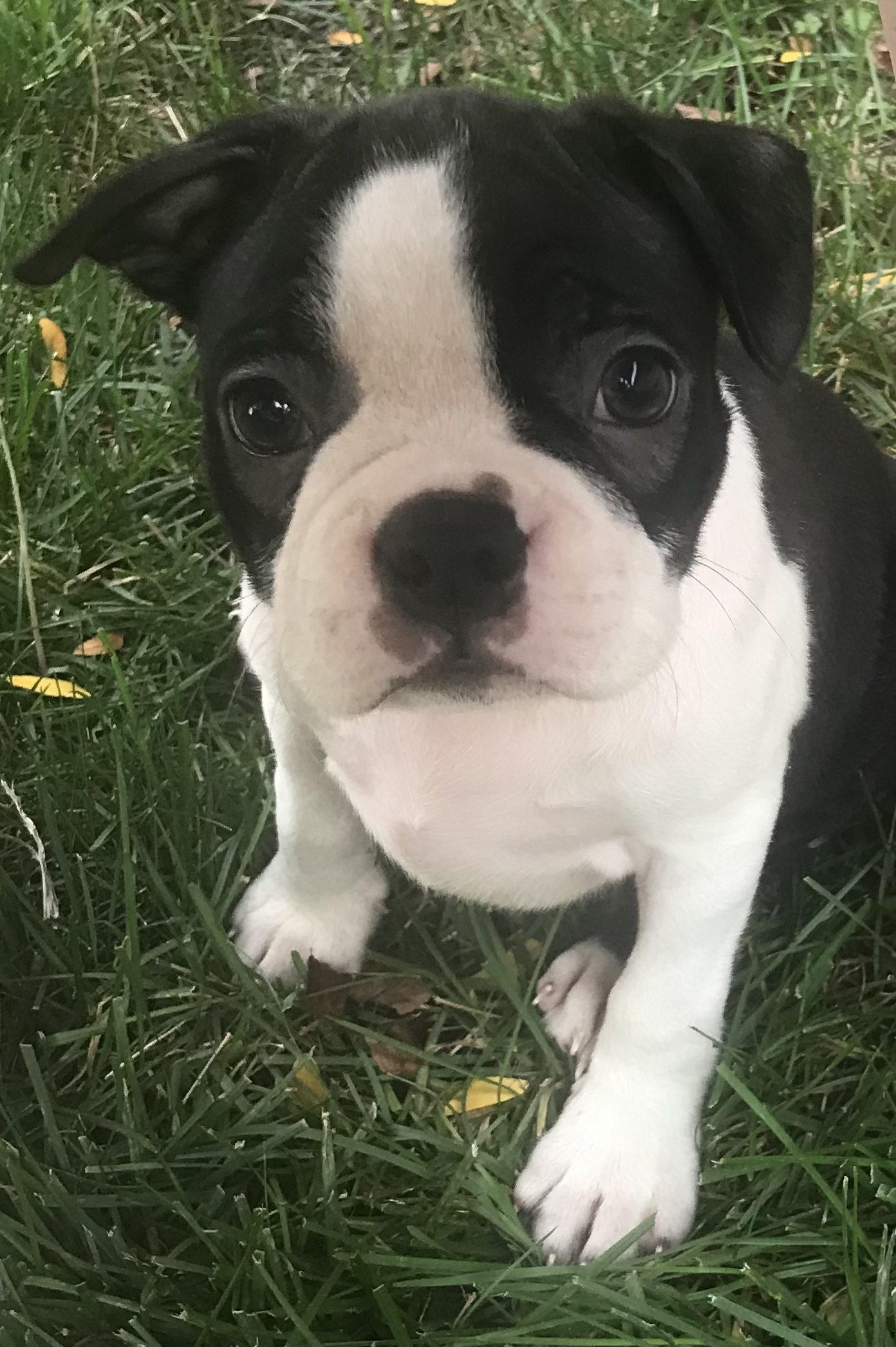 Lancaster Puppies Reviews 133 Reviews of Sitejabber