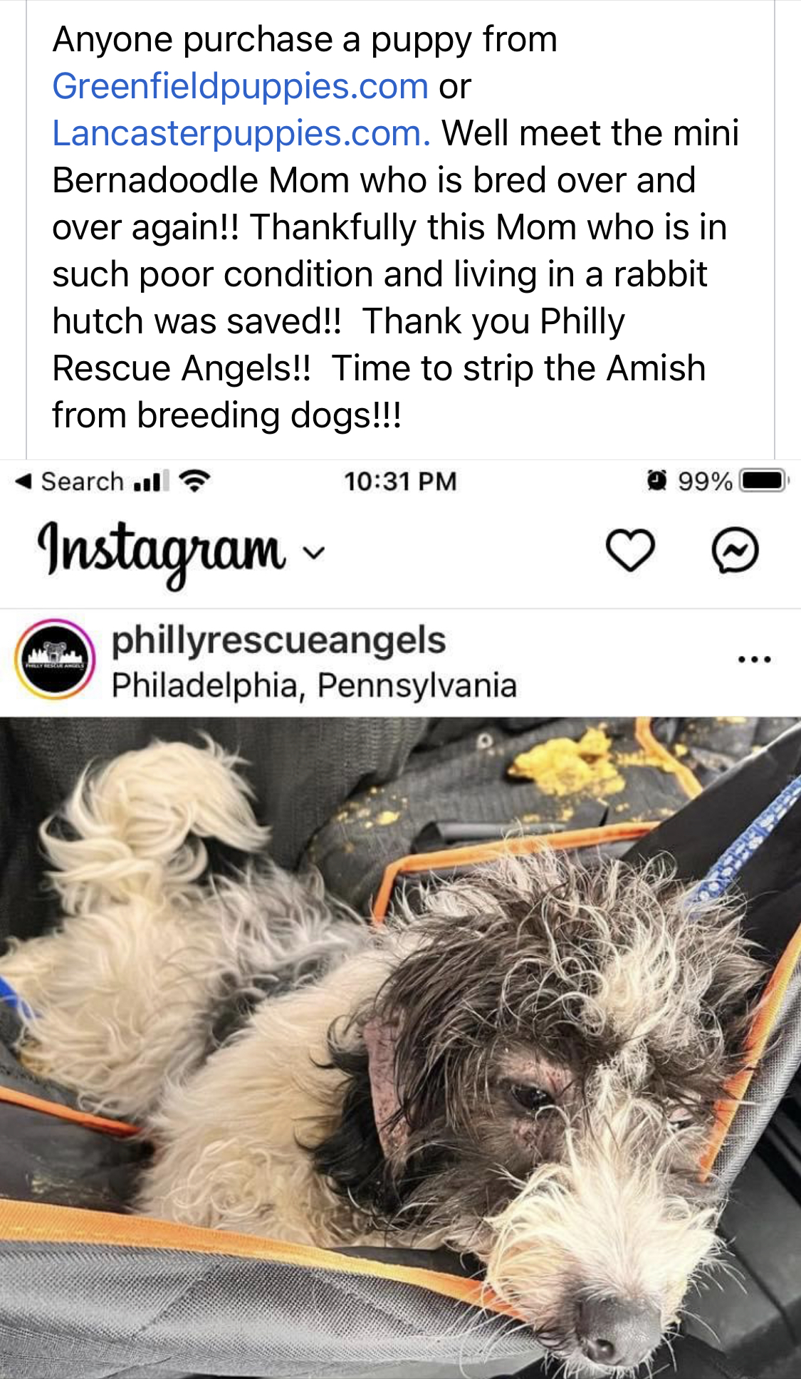 Lancaster Puppies Reviews 136 Reviews of