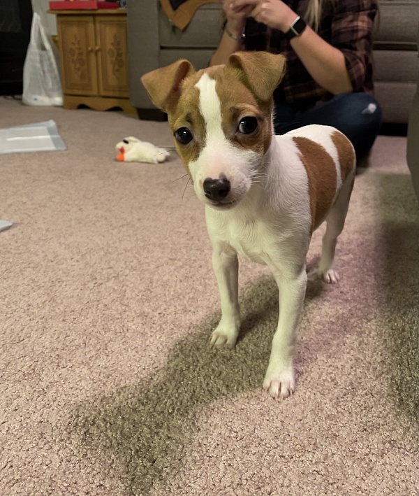 Lancaster Puppies Reviews 19 Reviews of Sitejabber