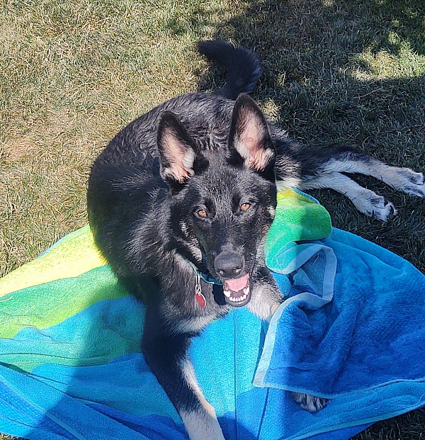 Lancaster Puppies Reviews 113 Reviews of