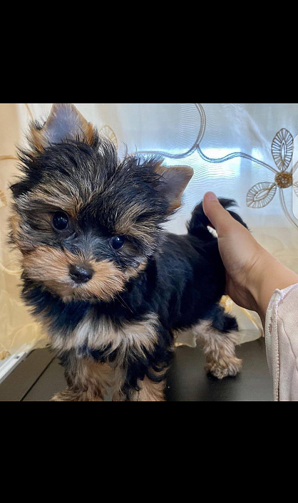 Lancaster Puppies Reviews 122 Reviews of