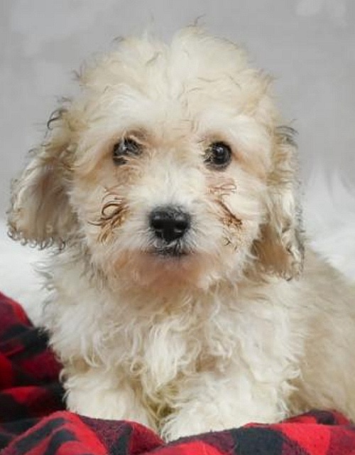 Lancaster Puppies Reviews 136 Reviews of Sitejabber