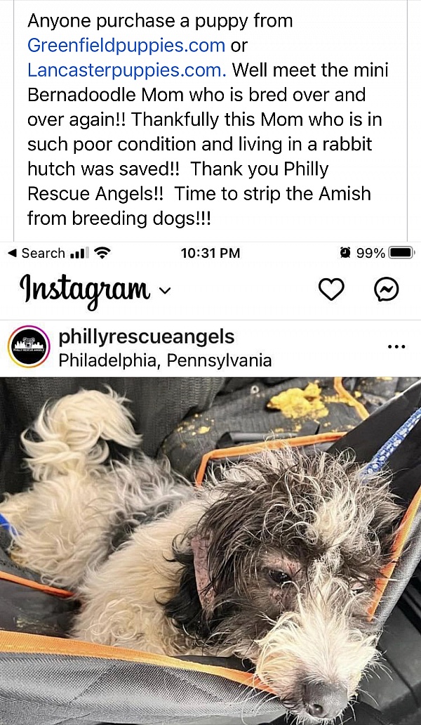 Lancaster Puppies Reviews 136 Reviews of Sitejabber