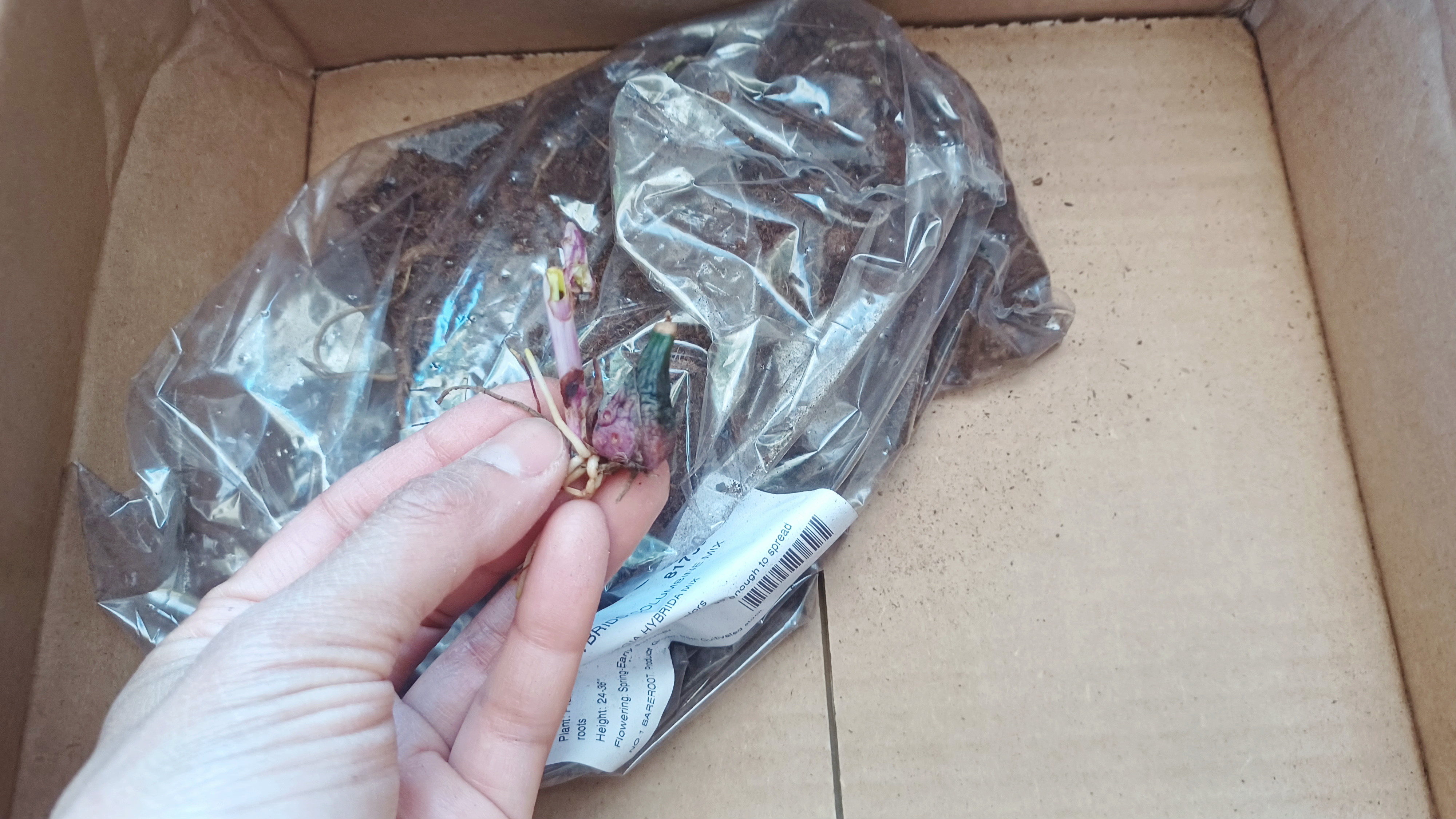 MichiganBulb Reviews 36 Reviews of Sitejabber