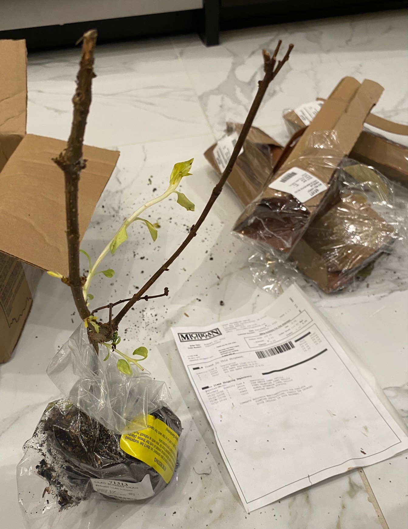 MichiganBulb Reviews 36 Reviews of Sitejabber