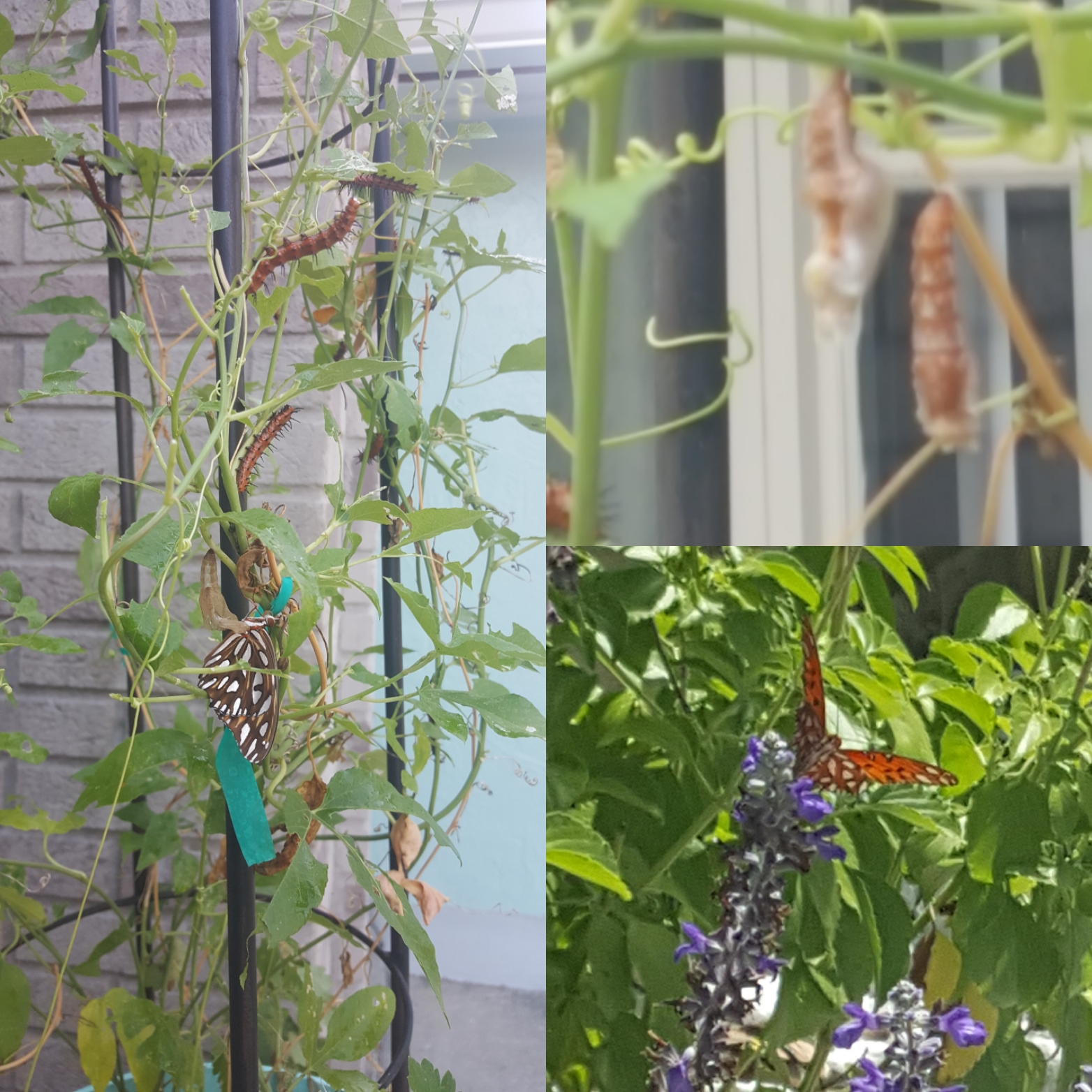 Nature Hills Nursery Reviews 312 Reviews of Sitejabber