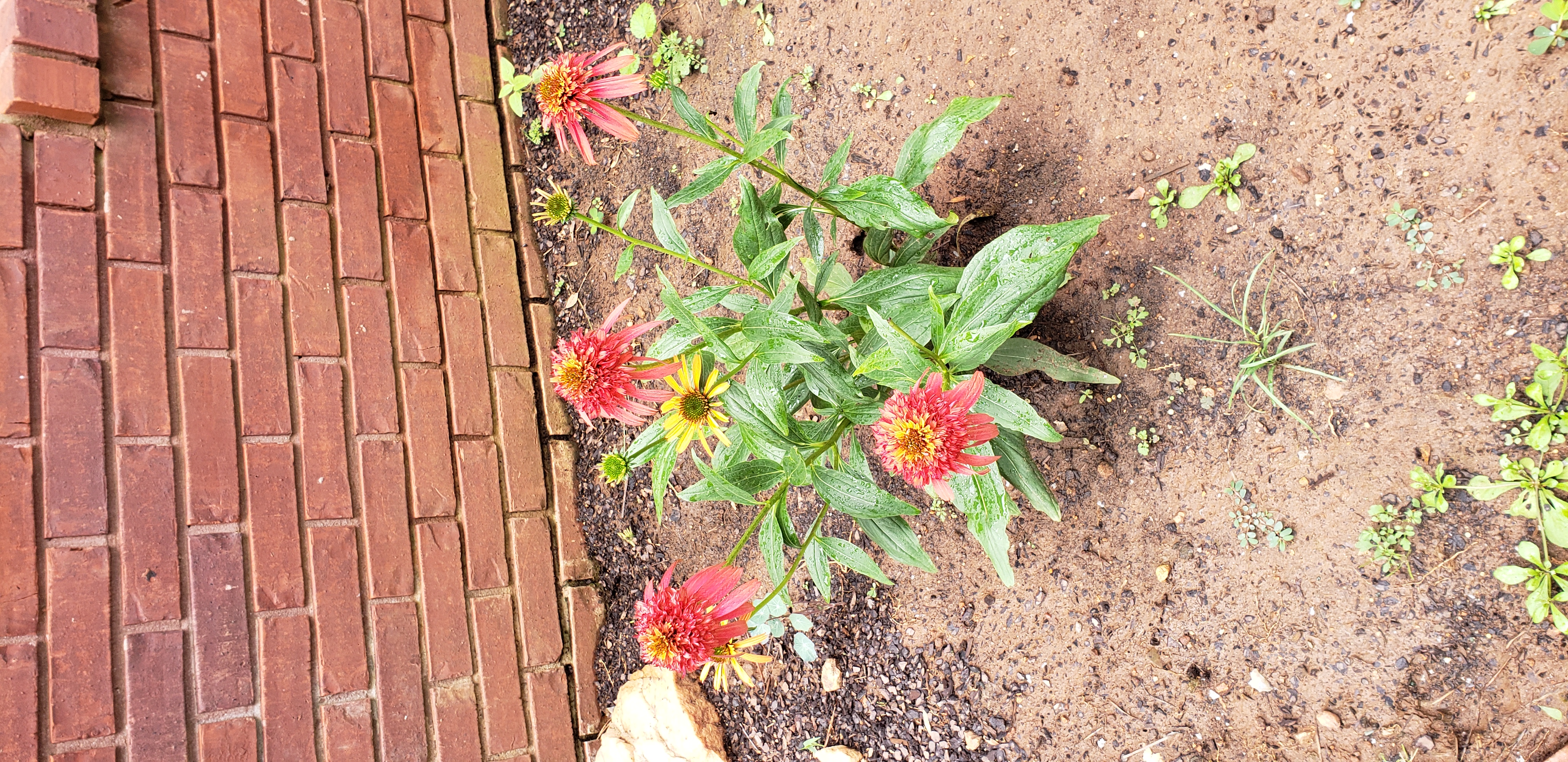 Nature Hills Nursery Reviews 109 Reviews of Sitejabber