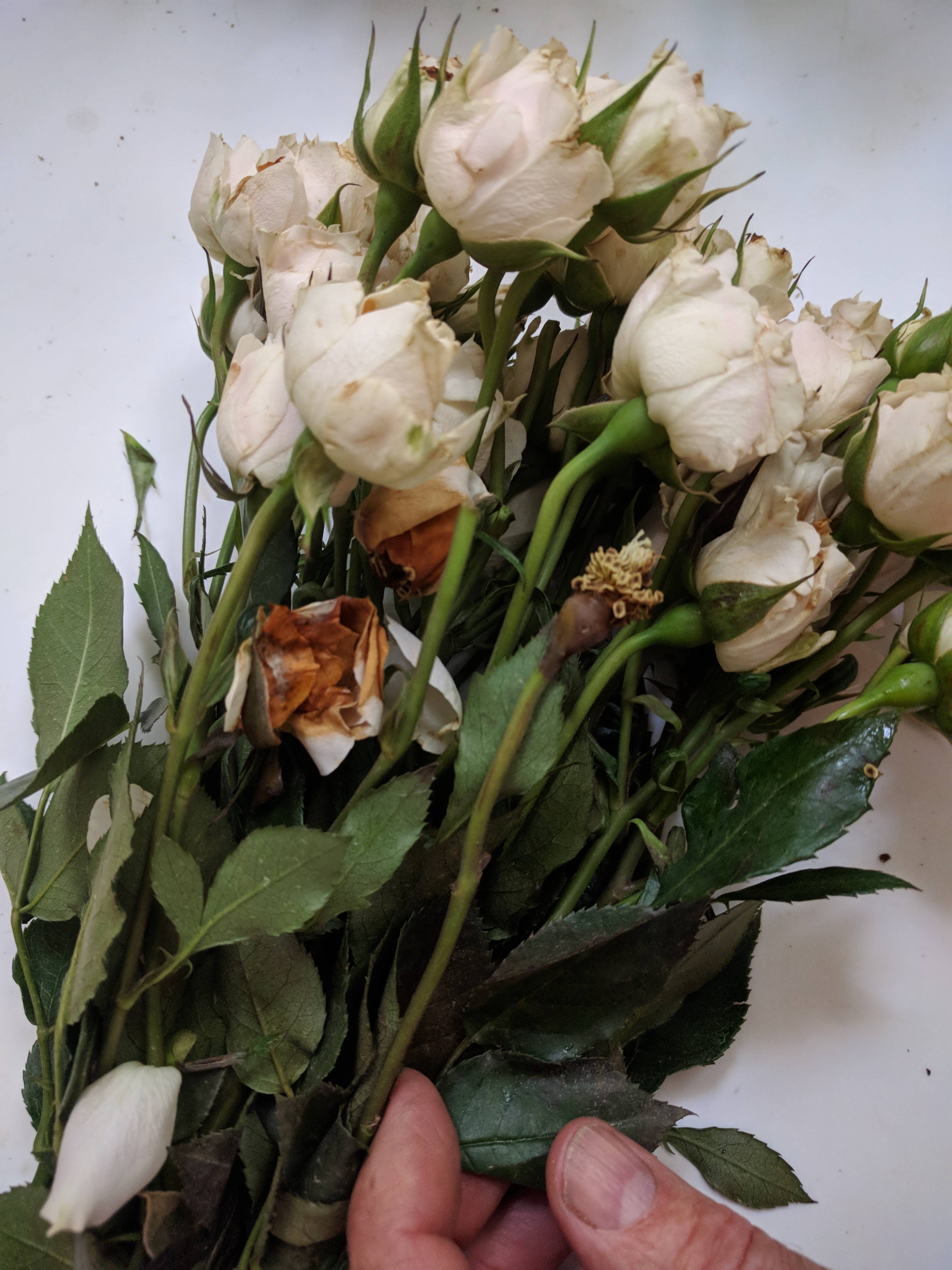 Blooms By The Box Reviews 2 Reviews of Sitejabber