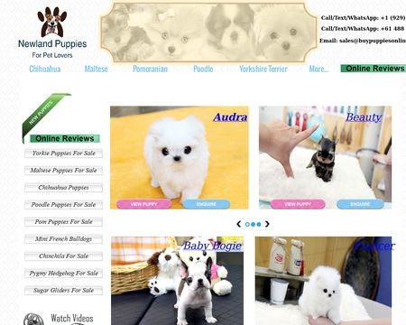 website thubmnail of BuyPuppiesOnline