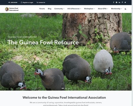 website thubmnail of Guinea Fowl International