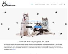 Thumbnail of Purebred Siberian Huskys