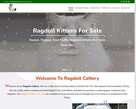 Ragdollkittenscattery