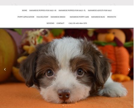 website thubmnail of Royal Flush Havanese