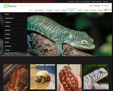 Thumbnail of V Reptiles